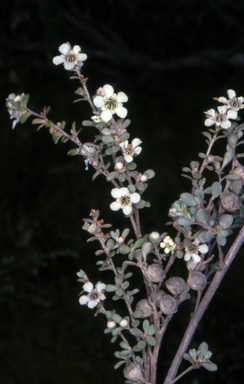 APII jpeg image of Leptospermum myrtifolium  © contact APII