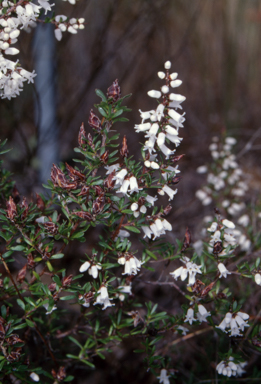 APII jpeg image of Cryptandra campanulata  © contact APII