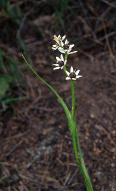 APII jpeg image of Wurmbea dioica subsp. dioica  © contact APII