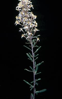 APII jpeg image of Olearia erubescens  © contact APII