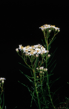APII jpeg image of Olearia glandulosa  © contact APII