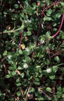 APII jpeg image of Stellaria media  © contact APII