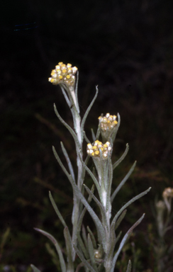 APII jpeg image of Pseudognaphalium luteoalbum  © contact APII