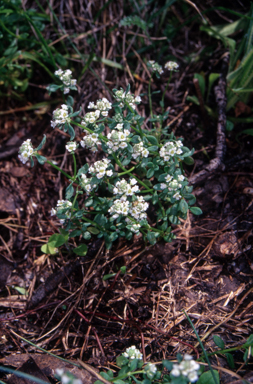 APII jpeg image of Poranthera microphylla  © contact APII