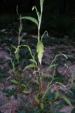 APII jpeg image of Persicaria hydropiper  © contact APII
