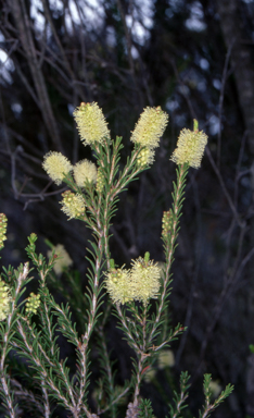 APII jpeg image of Melaleuca parvistaminea  © contact APII