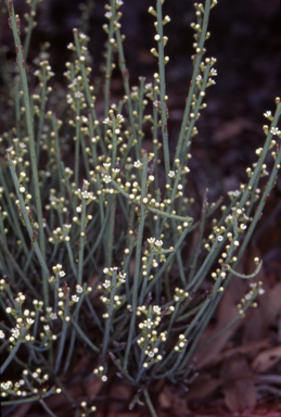 APII jpeg image of Choretrum pauciflorum  © contact APII