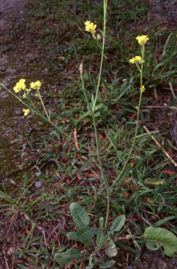 APII jpeg image of Hirschfeldia incana  © contact APII