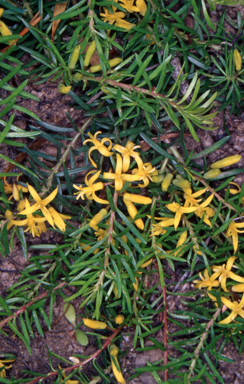 APII jpeg image of Persoonia chamaepeuce  © contact APII