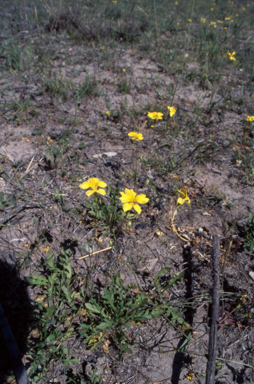 APII jpeg image of Goodenia pinnatifida  © contact APII
