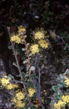 APII jpeg image of Phebalium squamulosum subsp. ozothamnoides  © contact APII