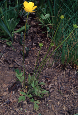 APII jpeg image of Ranunculus graniticola  © contact APII