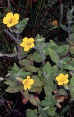 APII jpeg image of Mimulus moschatus  © contact APII