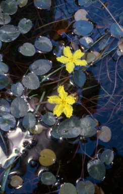 APII jpeg image of Nymphoides geminata  © contact APII