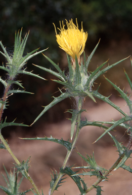 APII jpeg image of Carthamus lanatus  © contact APII