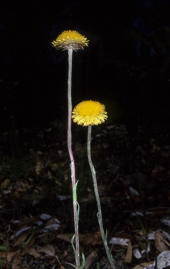 APII jpeg image of Coronidium scorpioides  © contact APII