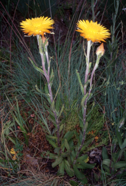 APII jpeg image of Xerochrysum subundulatum  © contact APII