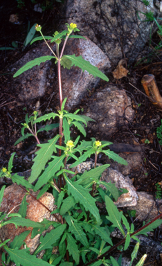 APII jpeg image of Sigesbeckia australiensis  © contact APII