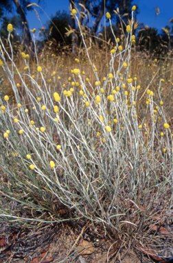 APII jpeg image of Calocephalus citreus  © contact APII