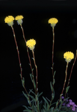 APII jpeg image of Leptorhynchos elongatus  © contact APII