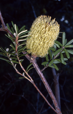 APII jpeg image of Banksia marginata  © contact APII