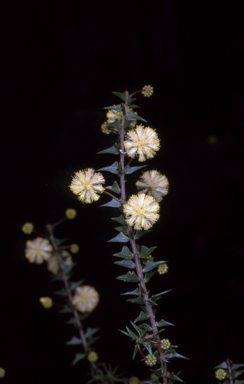 APII jpeg image of Acacia gunnii  © contact APII