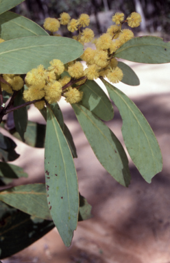 APII jpeg image of Acacia obliquinervia  © contact APII