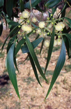 APII jpeg image of Acacia implexa  © contact APII