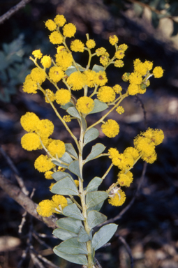 APII jpeg image of Acacia pravissima  © contact APII