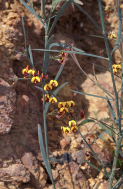 APII jpeg image of Daviesia leptophylla  © contact APII