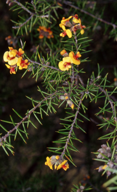 APII jpeg image of Dillwynia sieberi  © contact APII