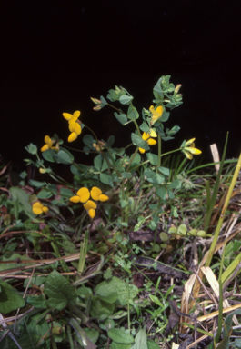 APII jpeg image of Lotus corniculatus  © contact APII