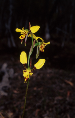 APII jpeg image of Diuris sulphurea  © contact APII
