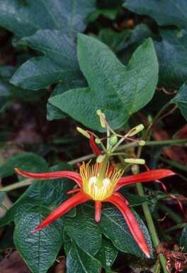 APII jpeg image of Passiflora cinnabarina  © contact APII