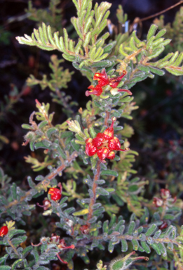 APII jpeg image of Grevillea alpina  © contact APII