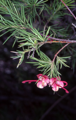 APII jpeg image of Grevillea rosmarinifolia subsp. rosmarinifolia  © contact APII