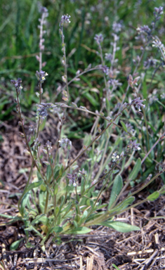 APII jpeg image of Myosotis discolor  © contact APII