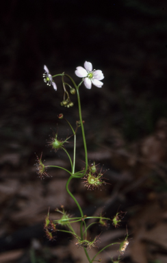 APII jpeg image of Drosera auriculata  © contact APII