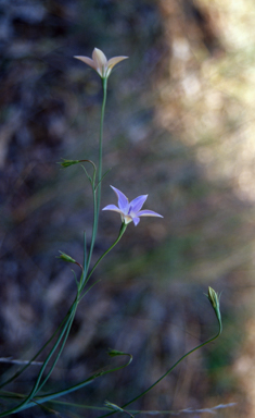 APII jpeg image of Wahlenbergia luteola  © contact APII
