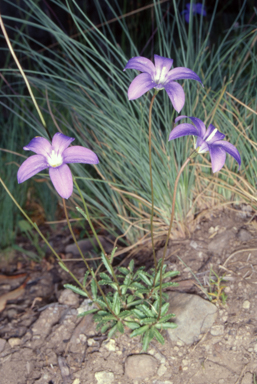 APII jpeg image of Wahlenbergia gloriosa  © contact APII
