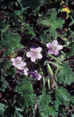 APII jpeg image of Geranium antrorsum  © contact APII