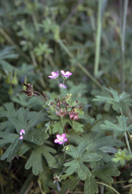 APII jpeg image of Geranium solanderi var. solanderi  © contact APII