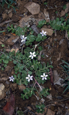 APII jpeg image of Lobelia pedunculata  © contact APII