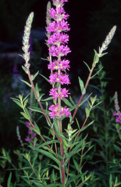 APII jpeg image of Lythrum salicaria  © contact APII