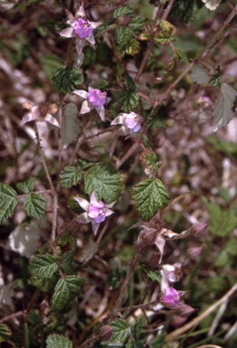 APII jpeg image of Rubus parvifolius  © contact APII