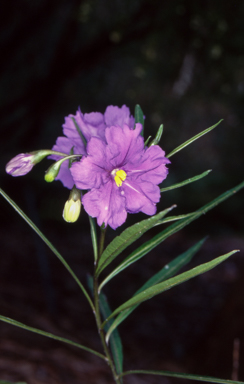 APII jpeg image of Solanum linearifolium  © contact APII