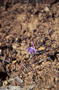 APII jpeg image of Cyanicula caerulea  © contact APII