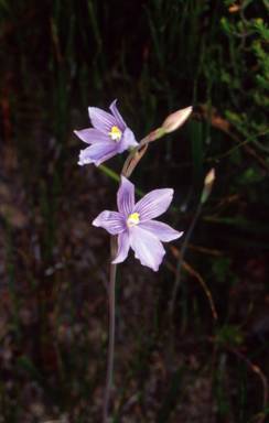 APII jpeg image of Thelymitra cyanea  © contact APII
