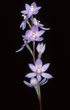 APII jpeg image of Thelymitra sp. Aff nuda  © contact APII