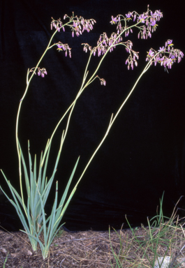 APII jpeg image of Dianella longifolia var. longifolia  © contact APII